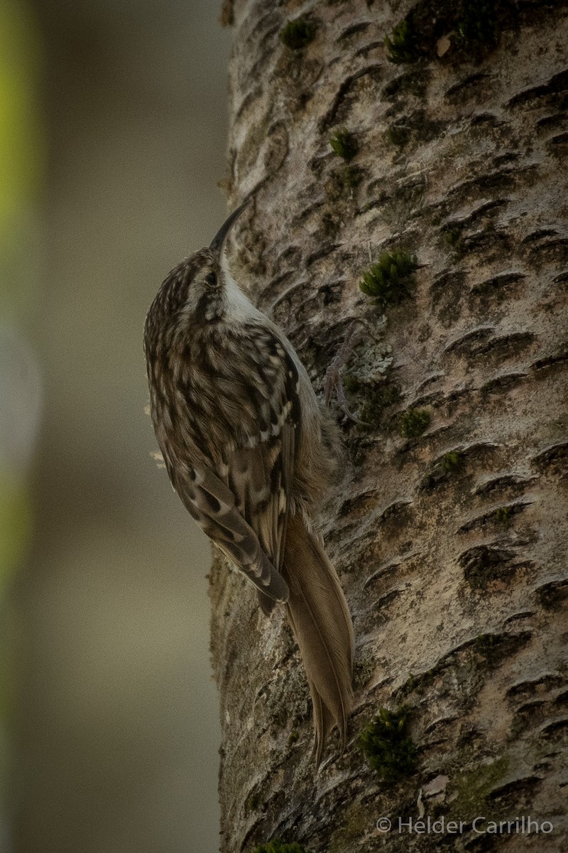 Short-toed Treecreeper - ML617568030