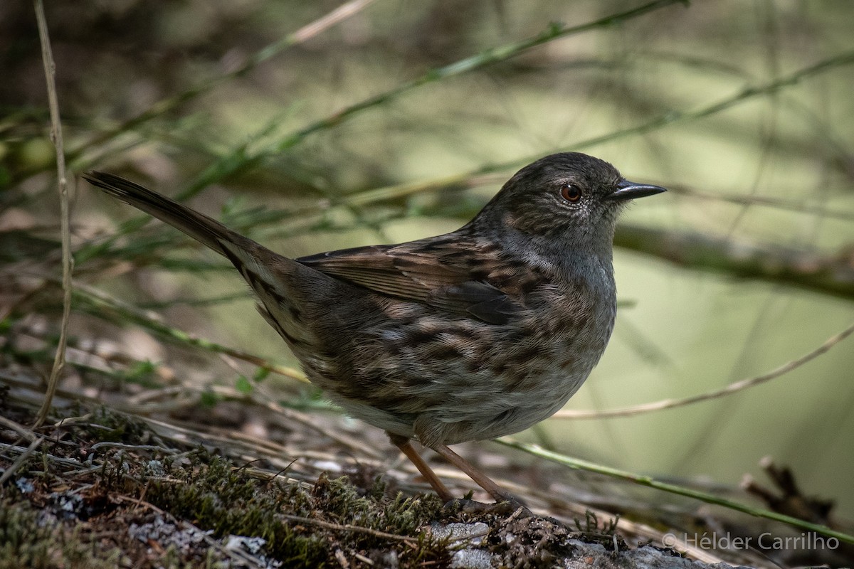 Dunnock - ML617568044