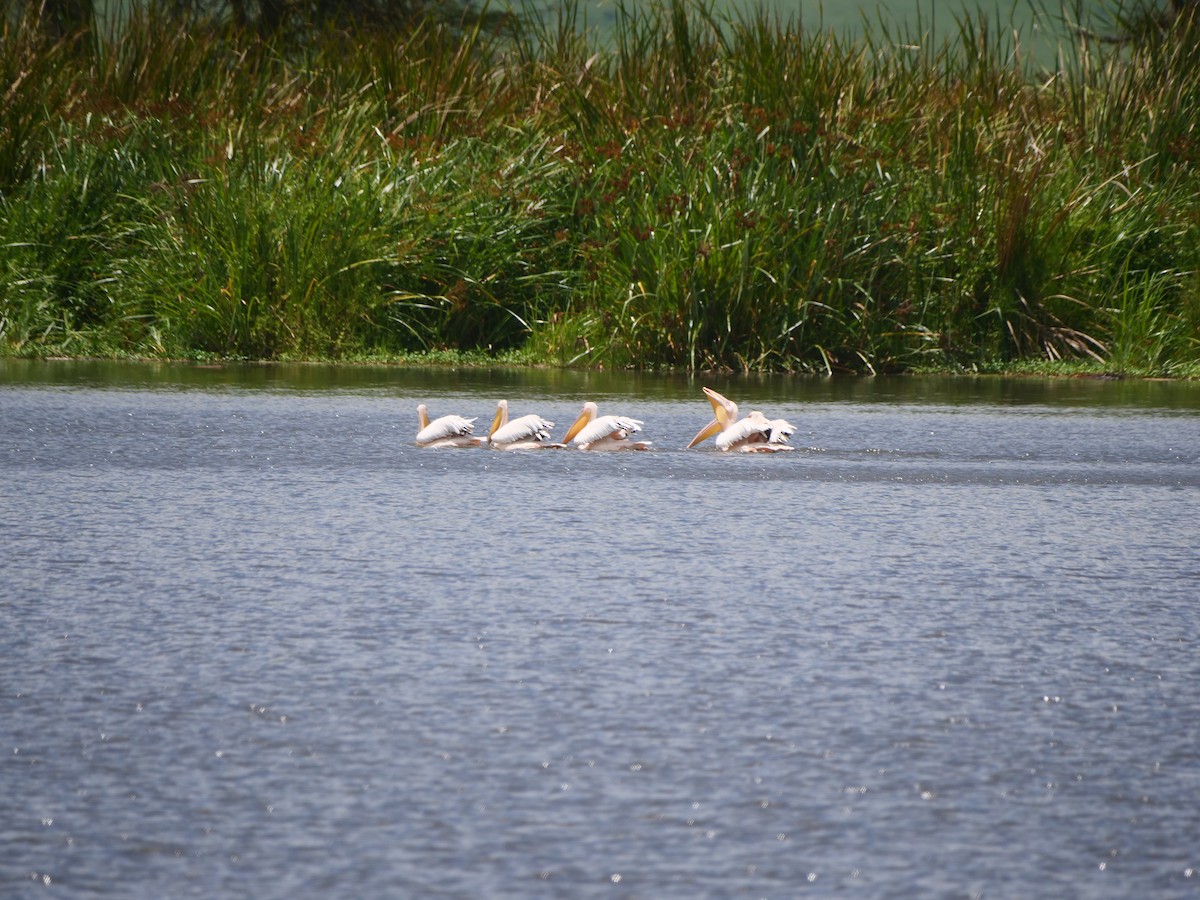 Great White Pelican - ML617568052