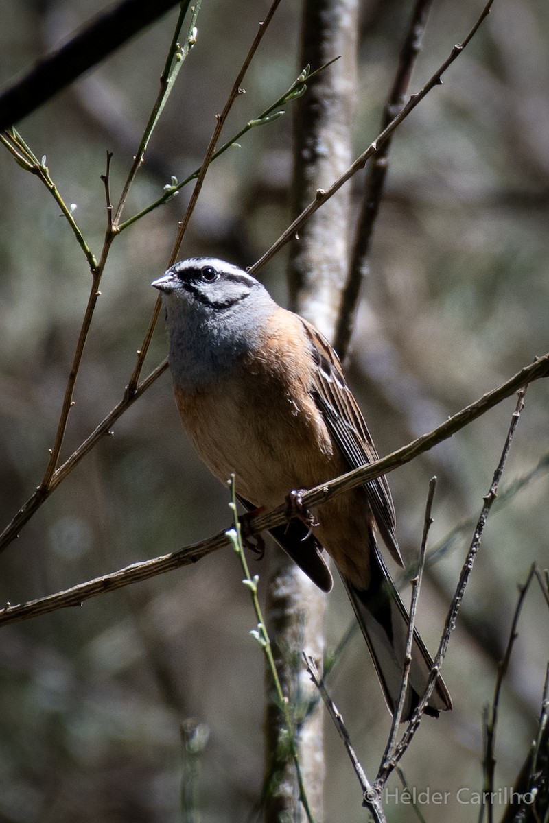 Rock Bunting - ML617568070