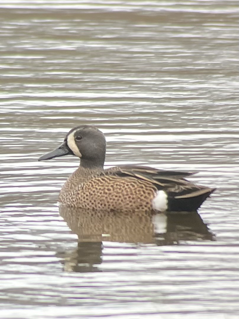 Blue-winged Teal - ML617568111