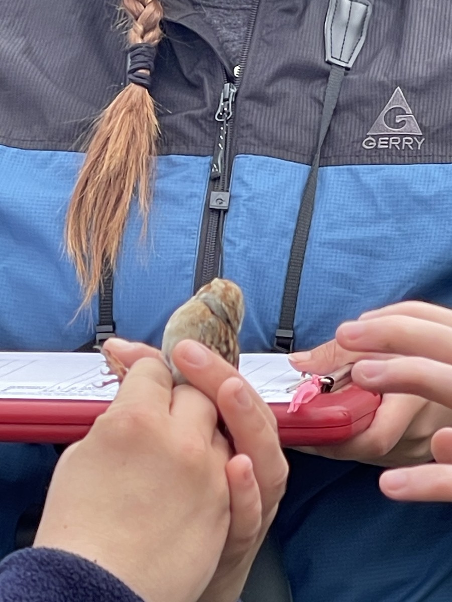 Field Sparrow - Dan Stone