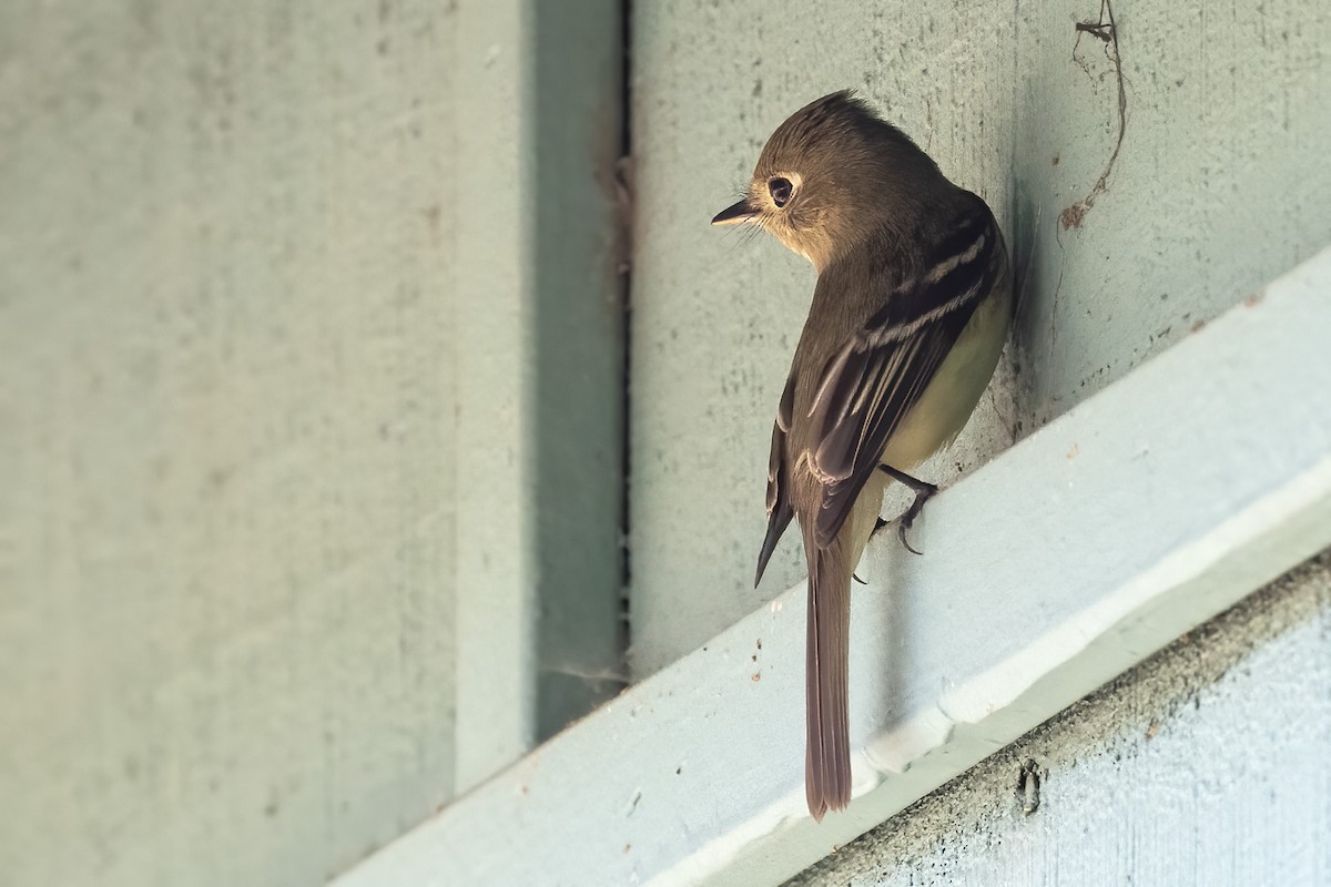 Western Flycatcher - ML617568185