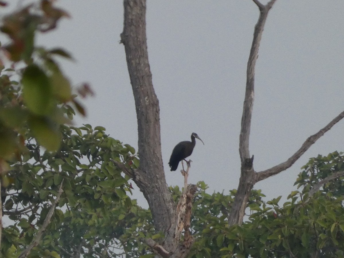 ibis běloramenný - ML617568188