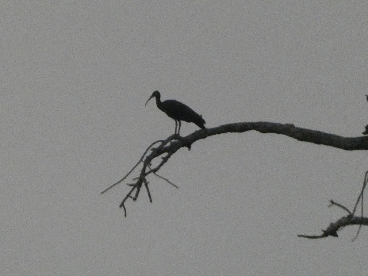 ibis běloramenný - ML617568189