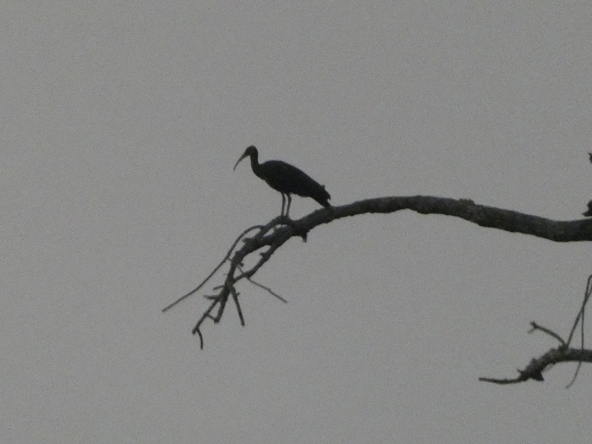 White-shouldered Ibis - ML617568189