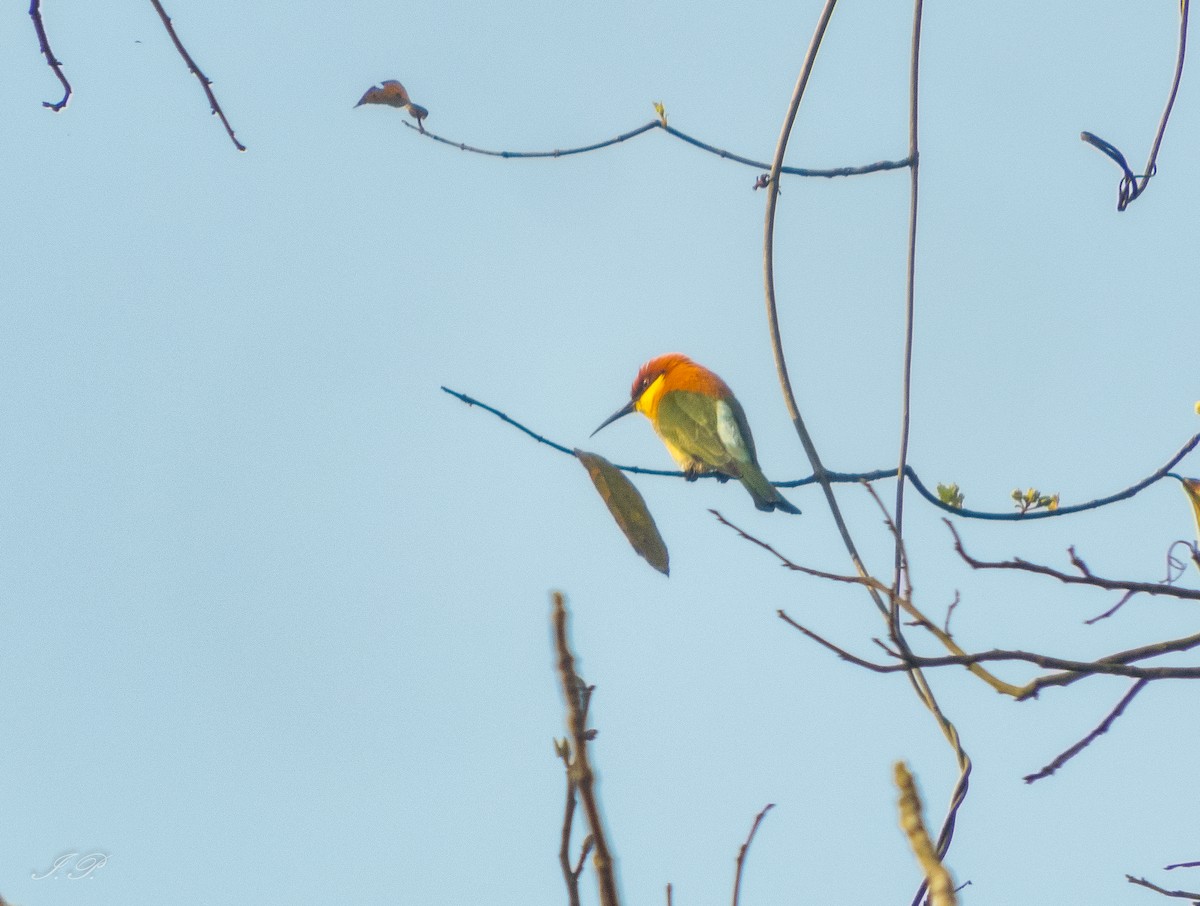 Chestnut-headed Bee-eater - Indrajit Poirah