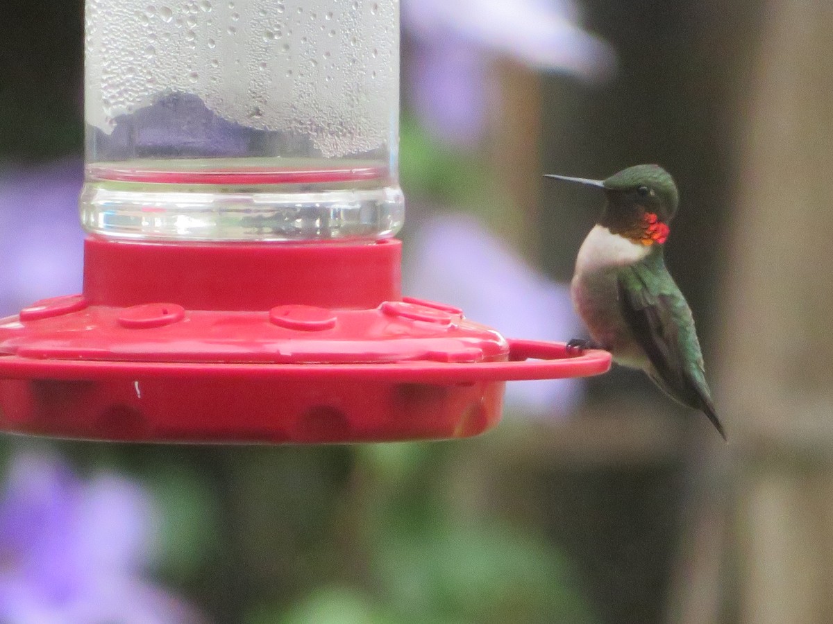Ruby-throated Hummingbird - ML617568210