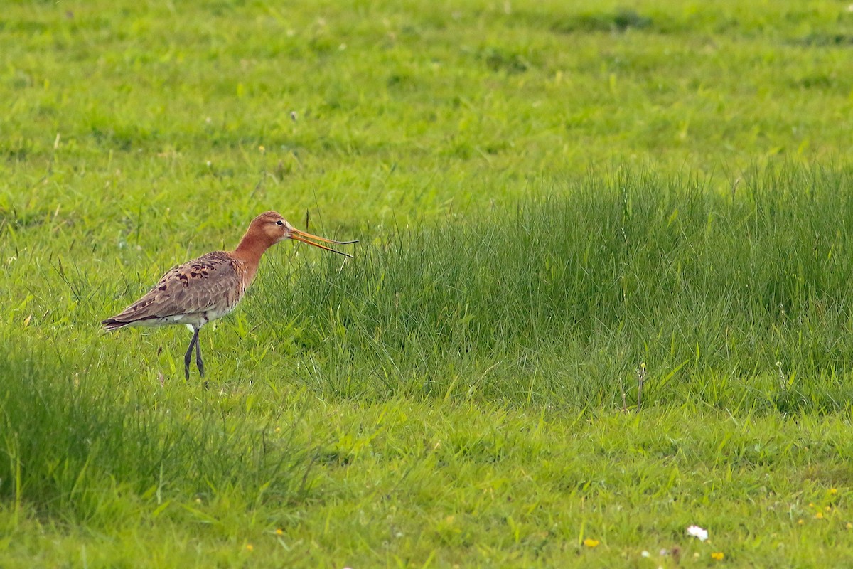 Black-tailed Godwit - ML617568214