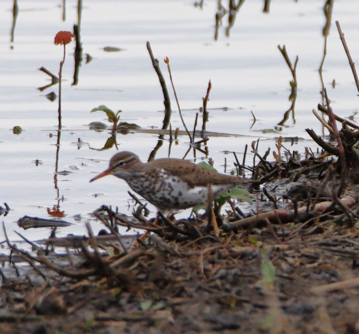 Spotted Sandpiper - ML617568248