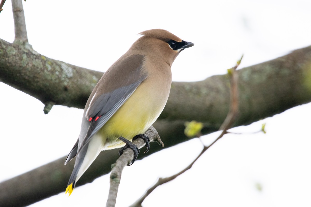 Cedar Waxwing - Jeff Katen