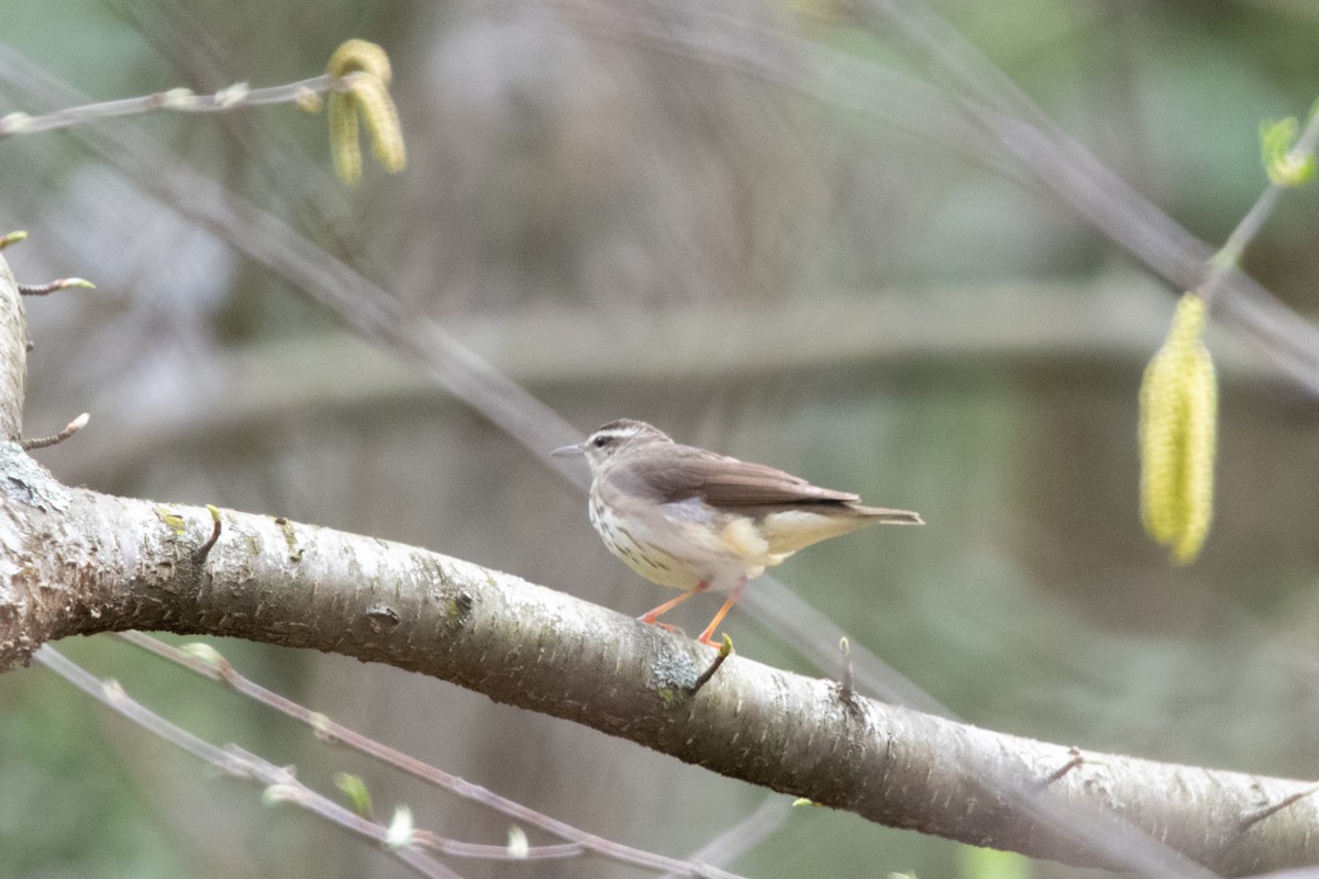 Louisiana Waterthrush - ML617568275