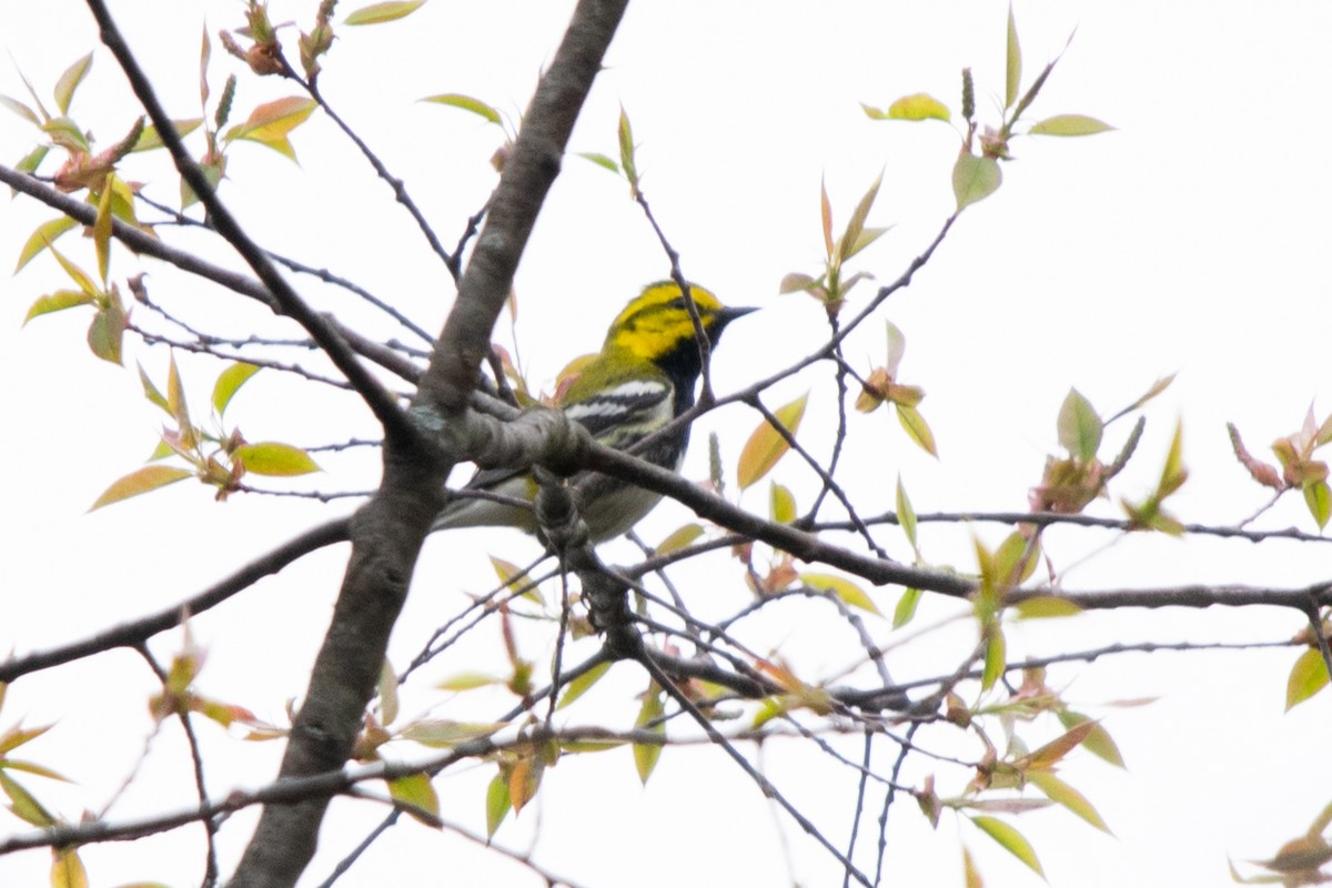 Black-throated Green Warbler - Jeff Katen