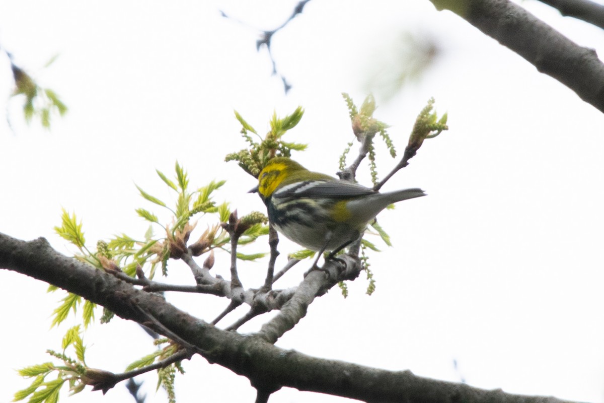 Black-throated Green Warbler - Jeff Katen