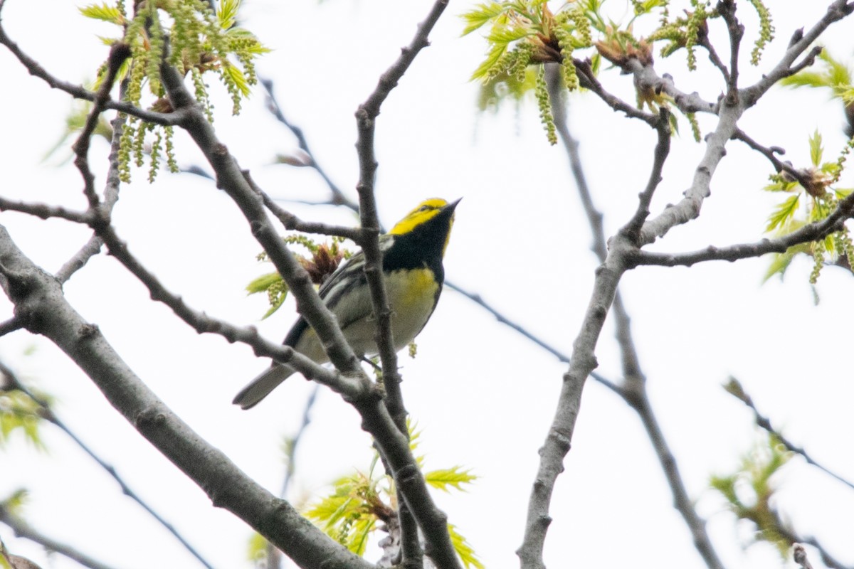 Black-throated Green Warbler - ML617568285