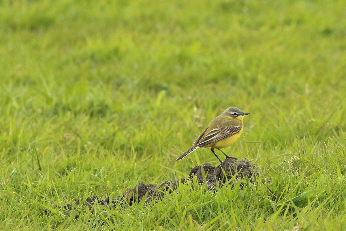 Western Yellow Wagtail - ML617568286