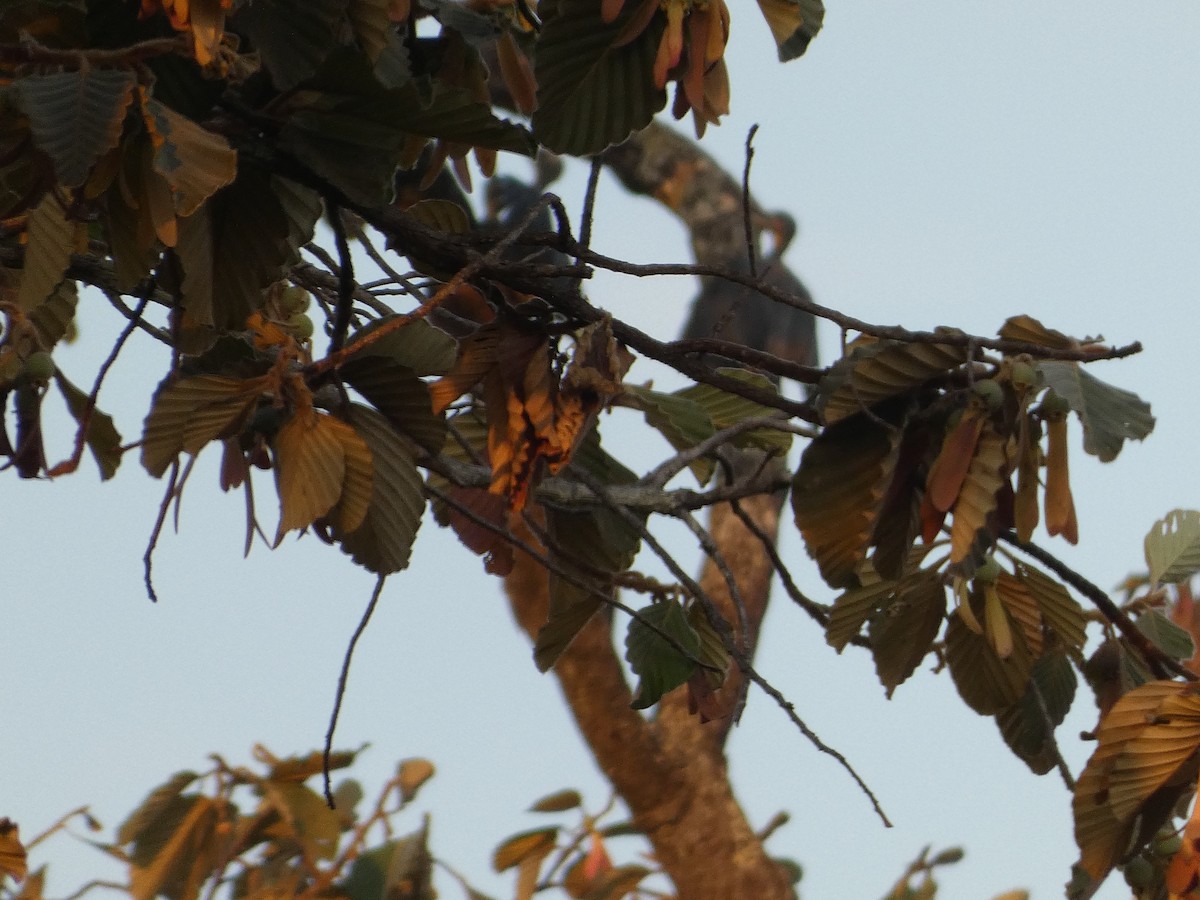 Great Slaty Woodpecker - Mike Tuer