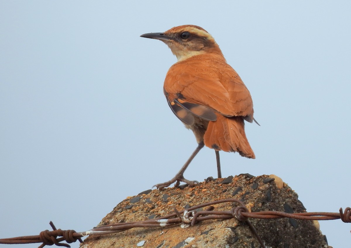 Wing-banded Hornero - ML617568380