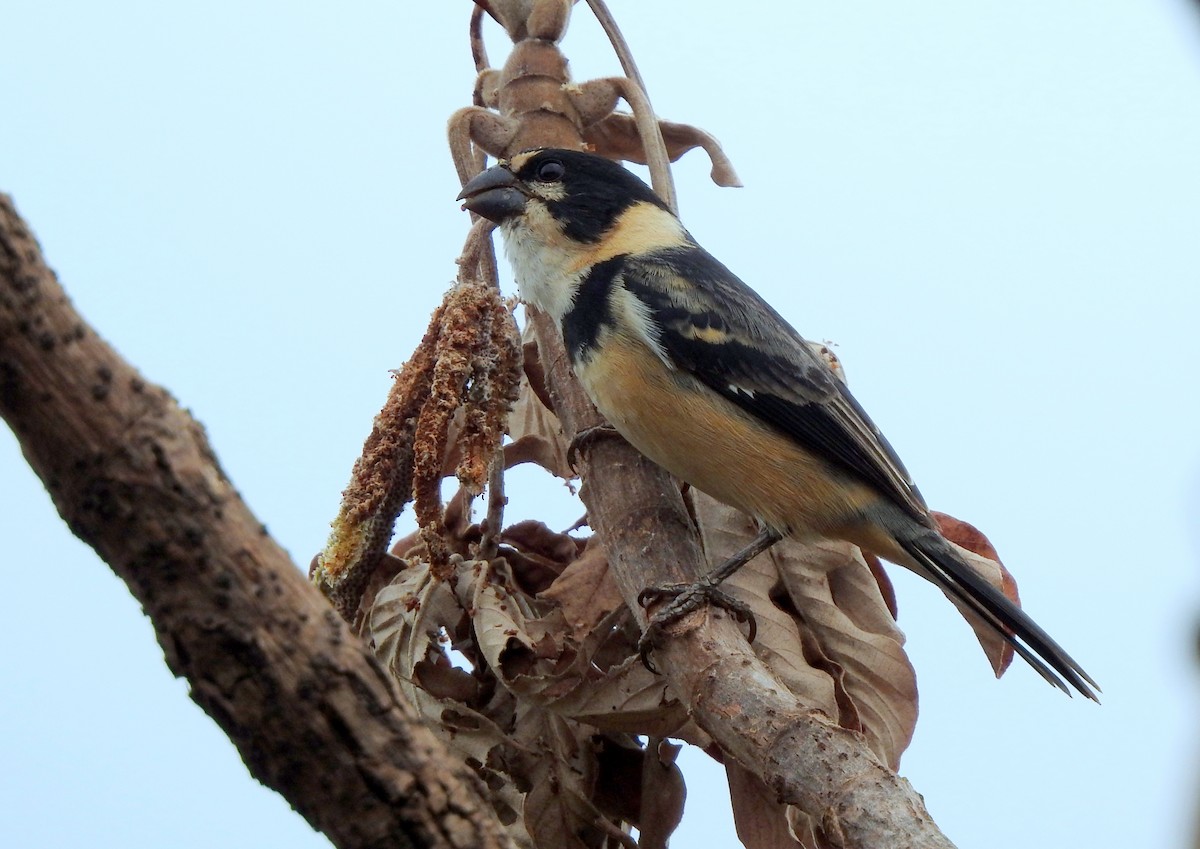 Rusty-collared Seedeater - ML617568387