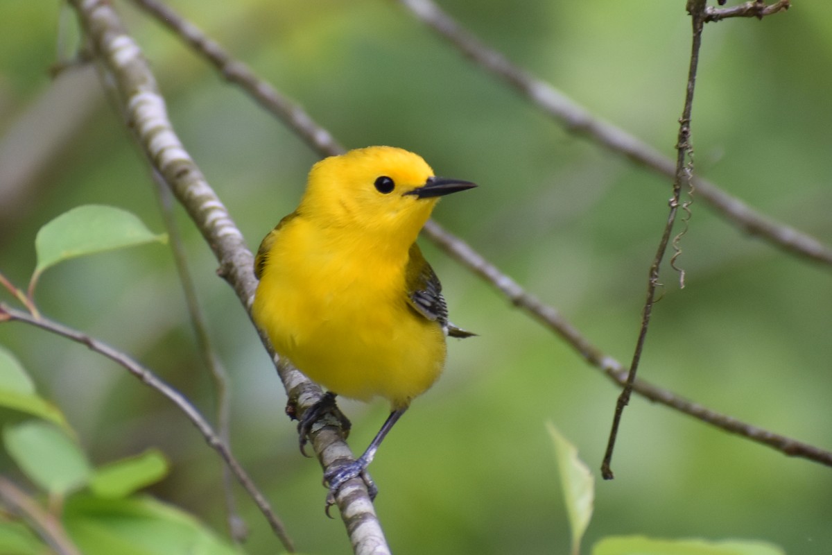 Prothonotary Warbler - Jacob Skiles