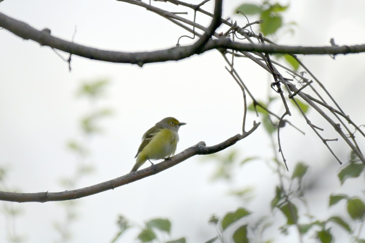 Ak Gözlü Vireo - ML617568412