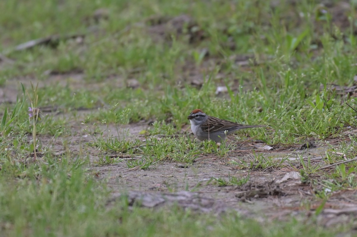 Chipping Sparrow - ML617568424