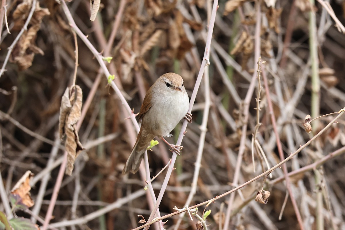 Cetti's Warbler - ML617568446