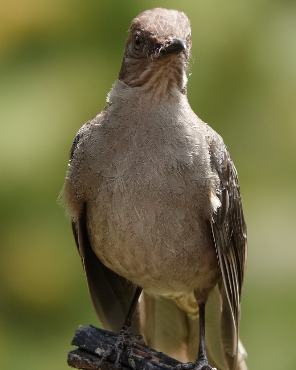 Mountain Thrush - Jana Lagan