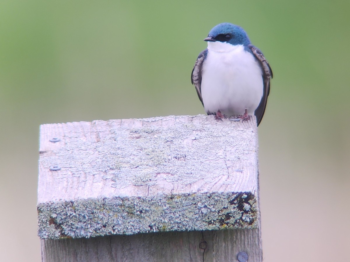 Tree Swallow - Tom Kerr