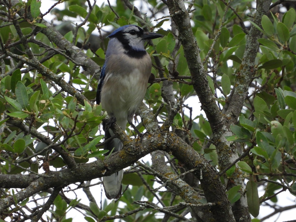 Blue Jay - Vidhya Sundar