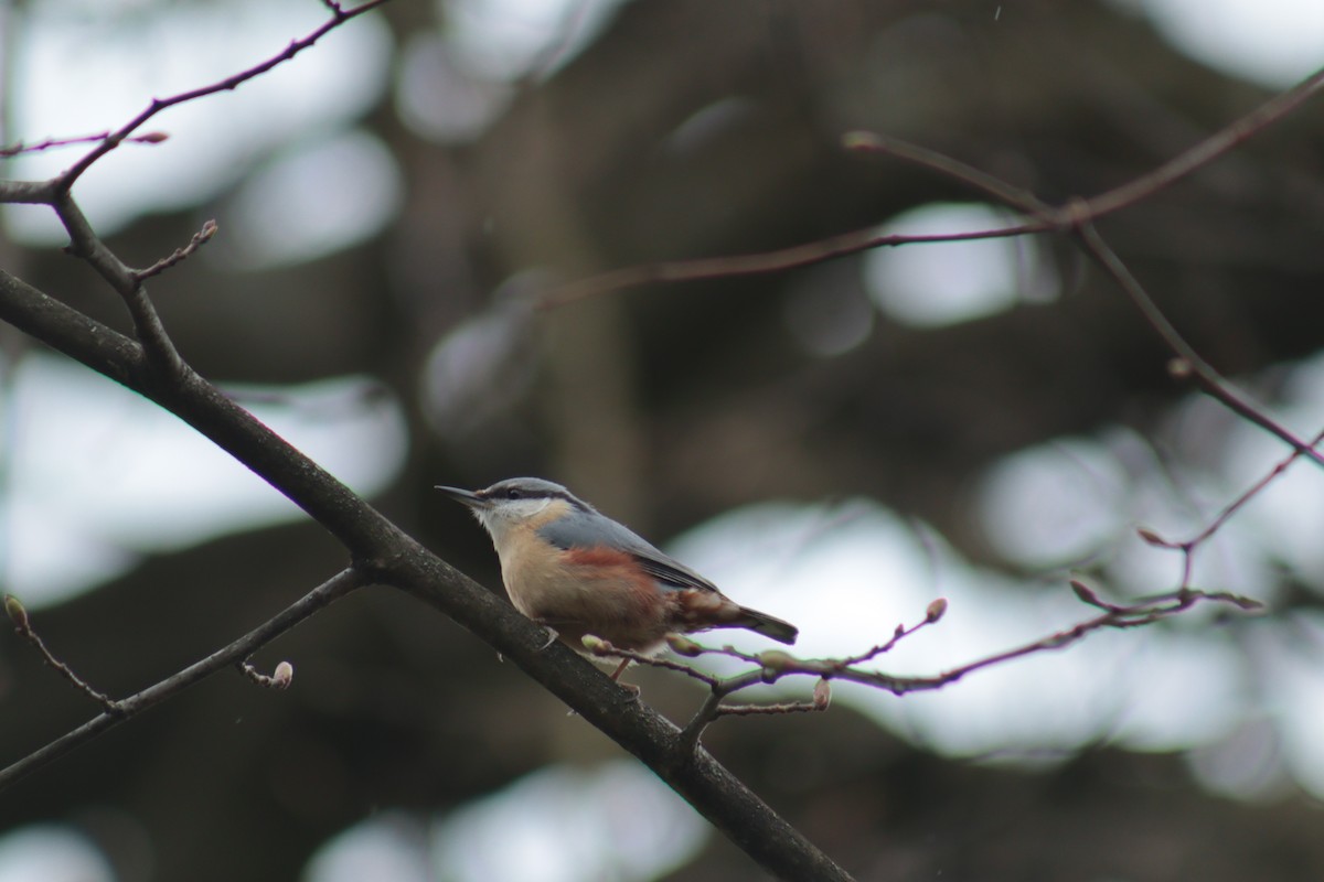 brhlík lesní - ML617568571