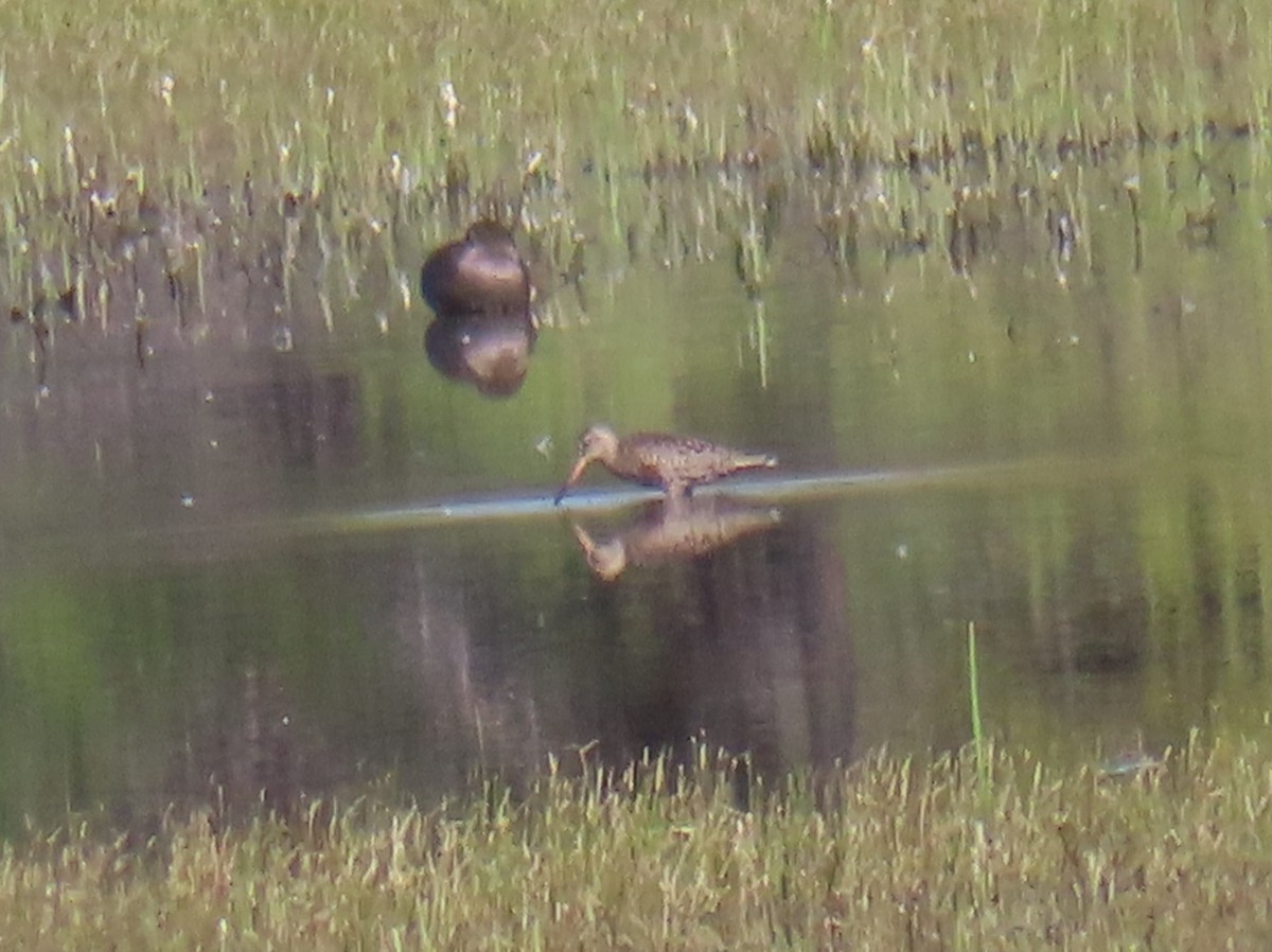 Hudsonian Godwit - Catherine Sandell