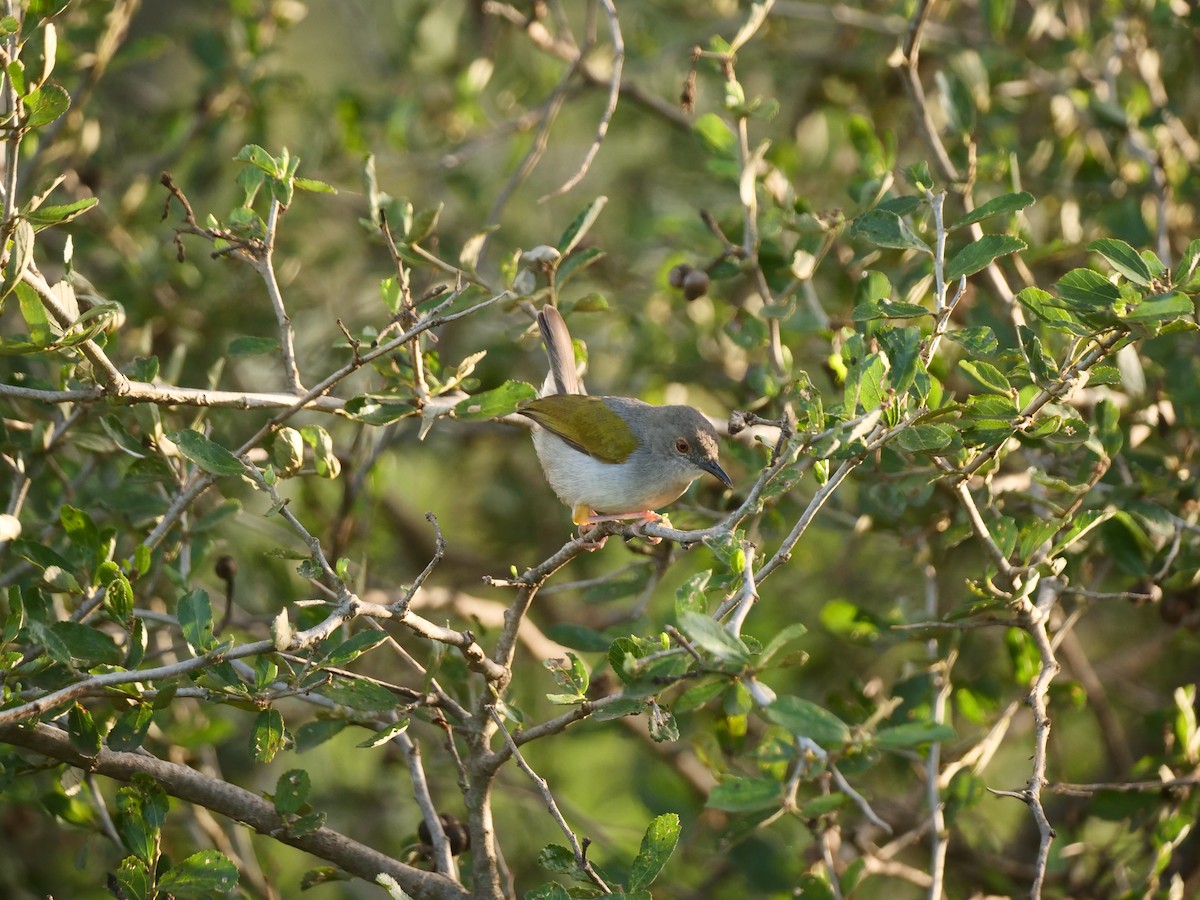 Green-backed Camaroptera - Brett Hartl