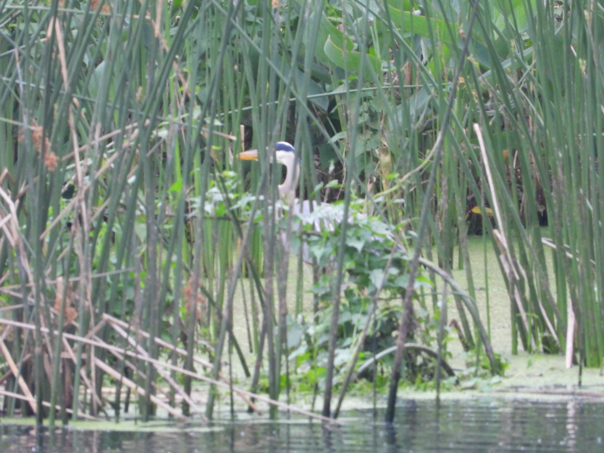 Great Blue Heron - Vidhya Sundar