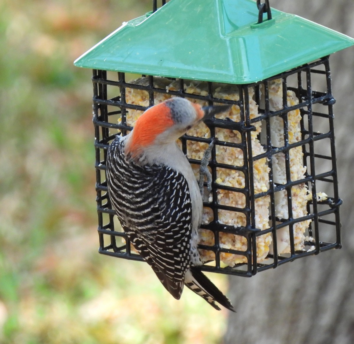 Red-bellied Woodpecker - Carol Porch