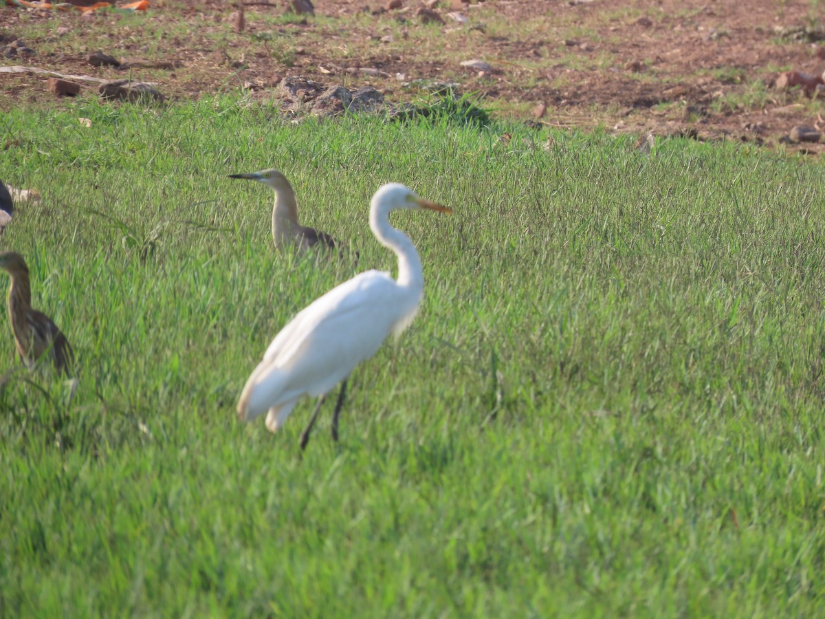 Medium Egret - ML617568603