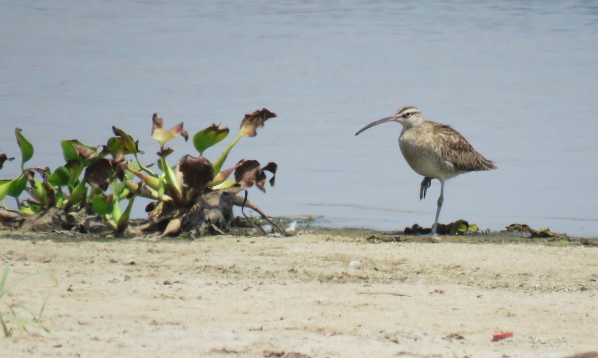 Regenbrachvogel - ML617568615