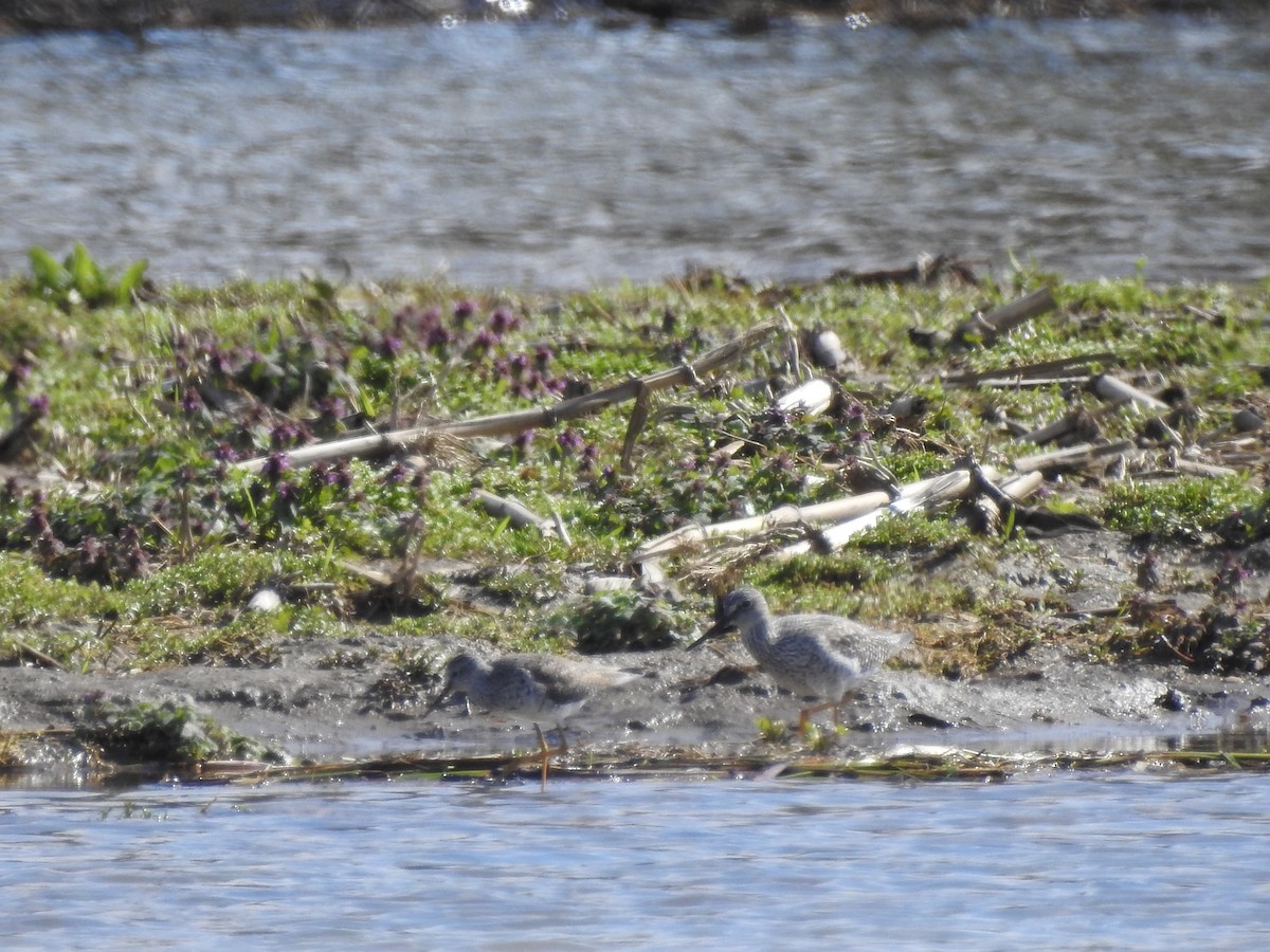 Greater Yellowlegs - ML617568634