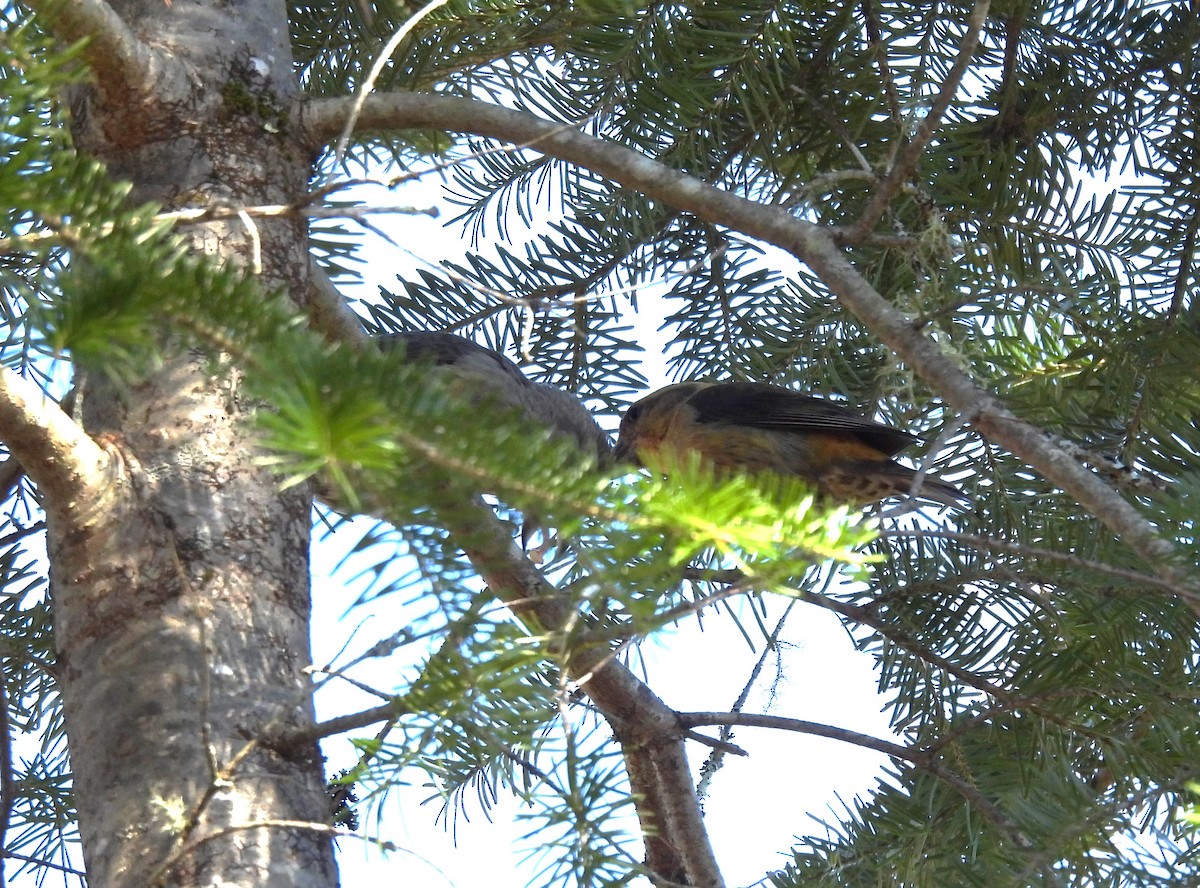 Red Crossbill (Ponderosa Pine or type 2) - Glenn Hodgkins