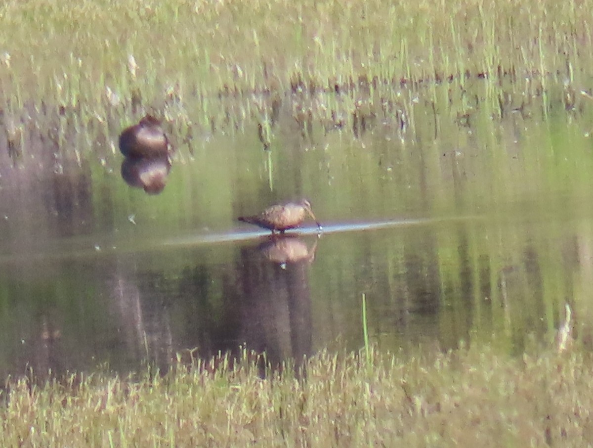 Hudsonian Godwit - Catherine Sandell