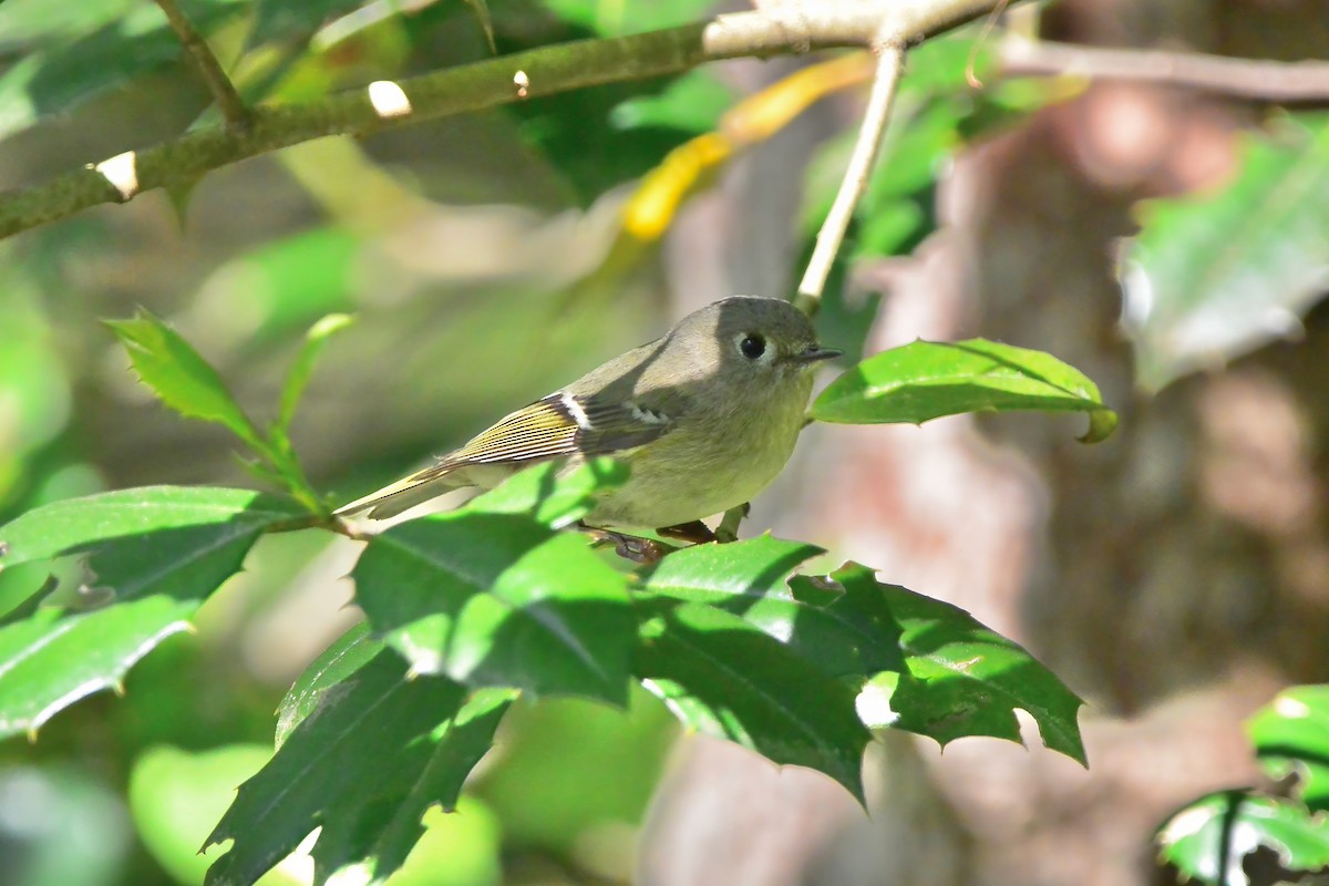 Ruby-crowned Kinglet - ML617568751