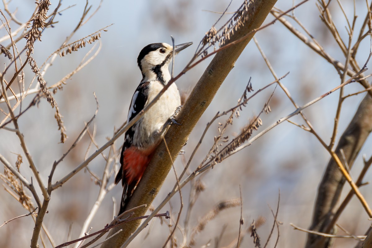 Great Spotted Woodpecker - ML617568780