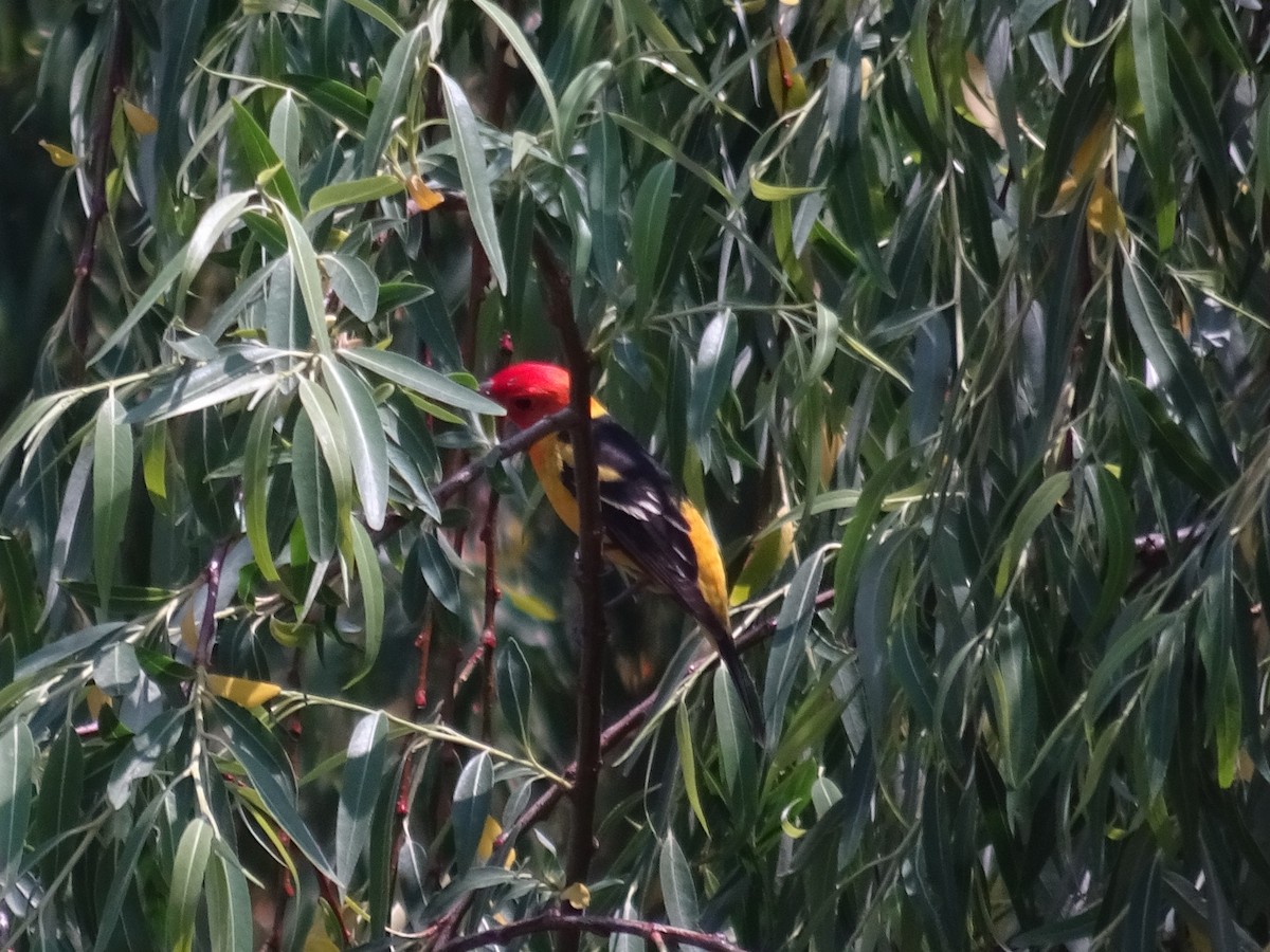 Western Tanager - ML617568823