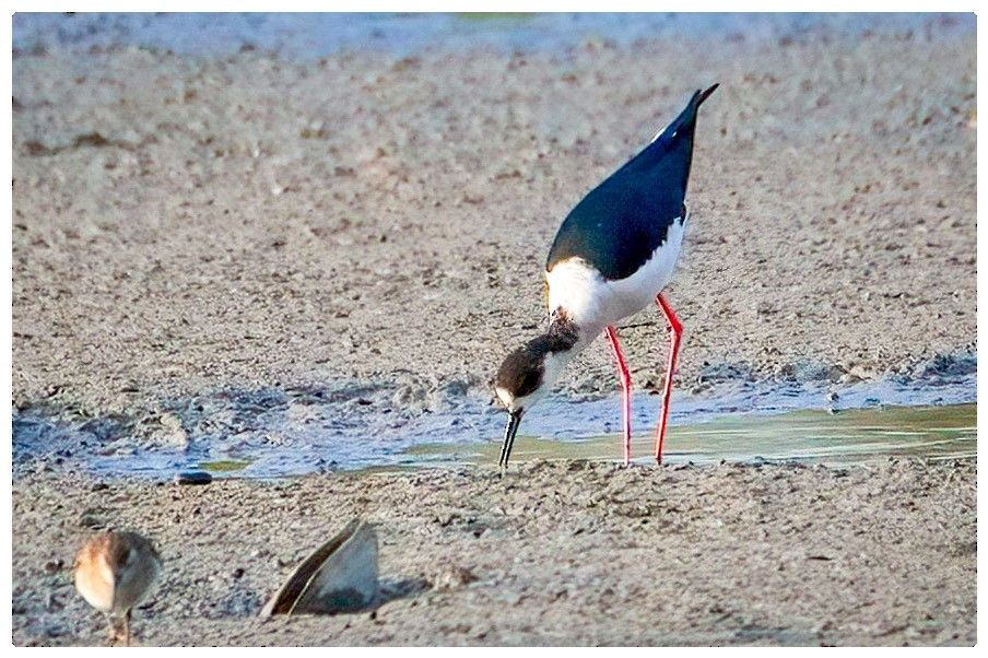 Black-winged Stilt - A W