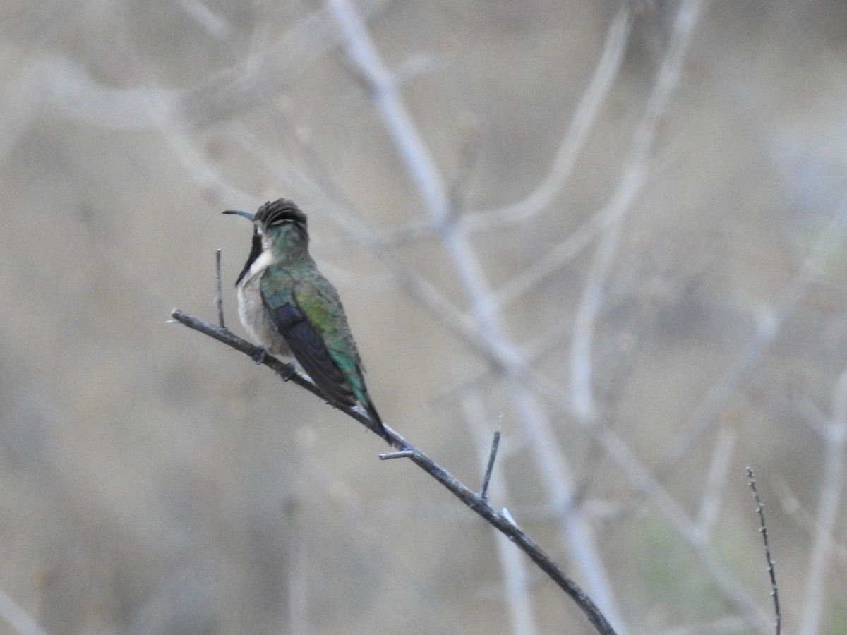 Lucifer Hummingbird - ML617568888