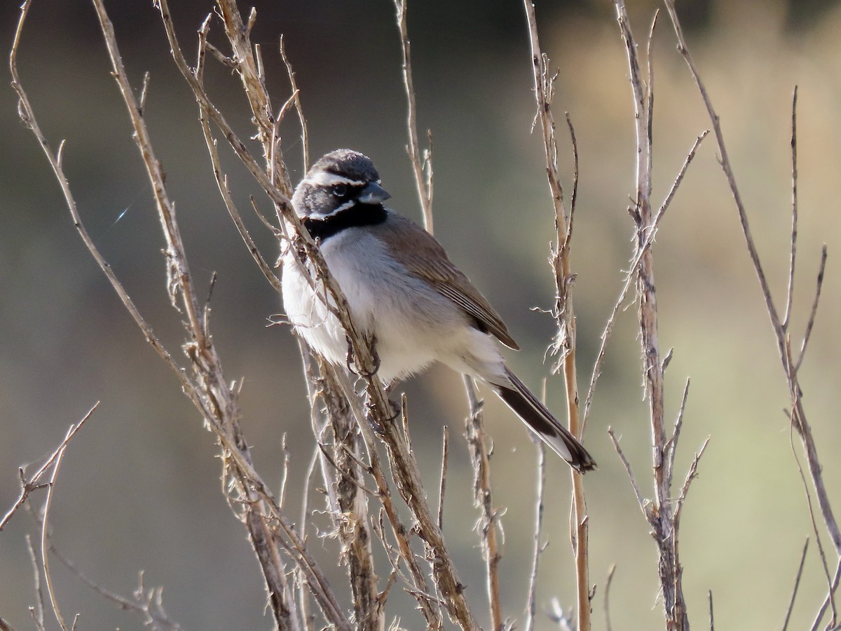 Black-throated Sparrow - ML617568890