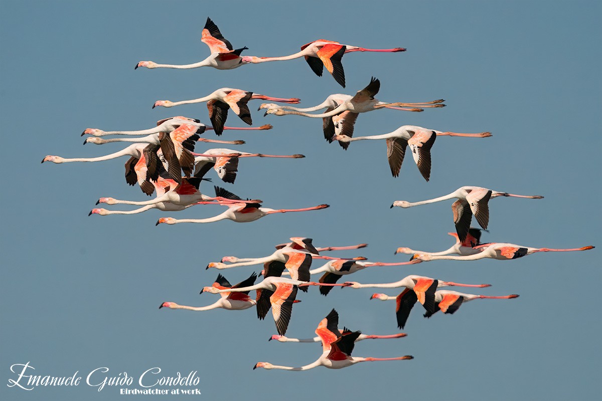 Greater Flamingo - Emanuele Guido Condello