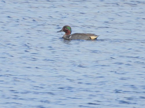 Green-winged Teal - ML617568904