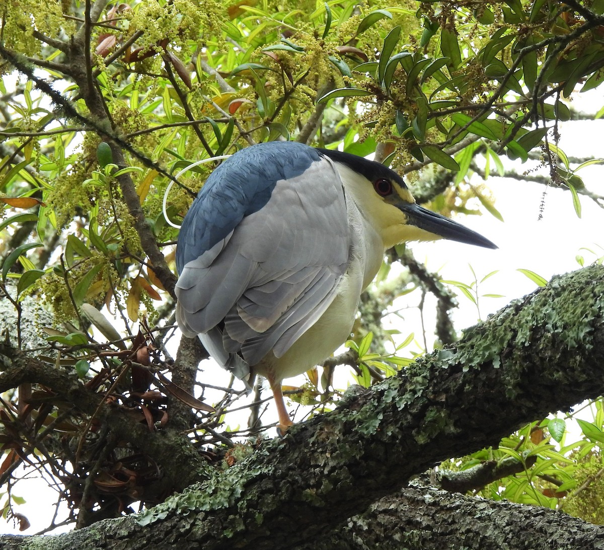 Black-crowned Night Heron - ML617568920