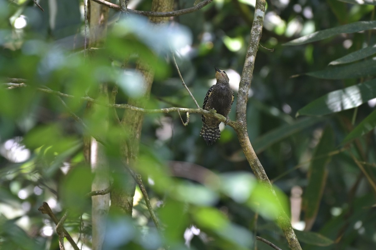 Buff-rumped Woodpecker - Nattagornb Poonmukdhamne